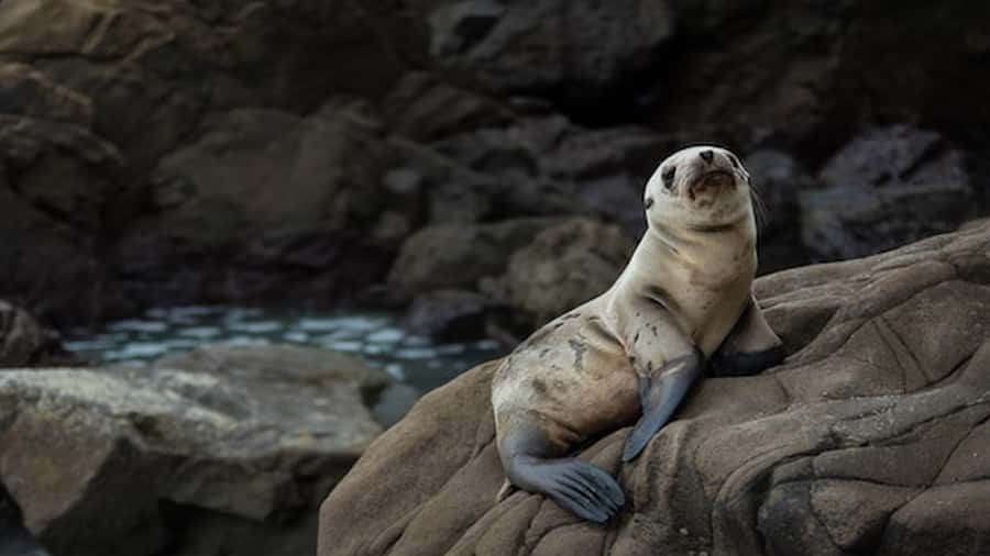 Lima | Islas Palomino Tour | Swim with Sea Lions - Meeting the Palomino sea lions