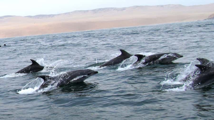 Lima | Islas Palomino Tour | Swim with Sea Lions - Getting value from a $79 tour