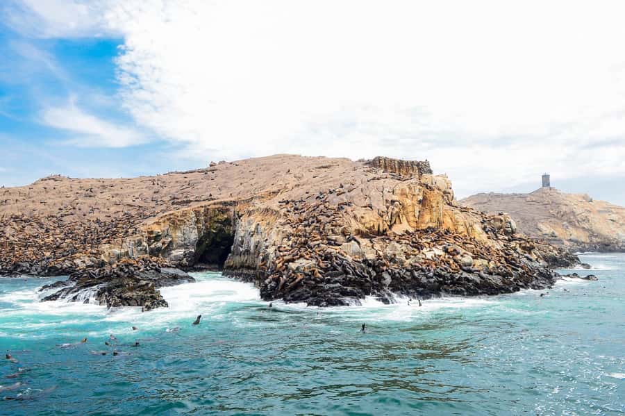 Lima | Islas Palomino Tour | Swim with Sea Lions - Who will enjoy this most