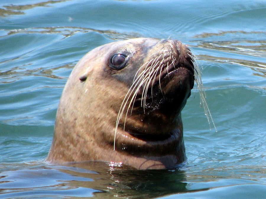 Lima | Islas Palomino Tour | Swim with Sea Lions - Is the Islas Palomino tour worth booking?
