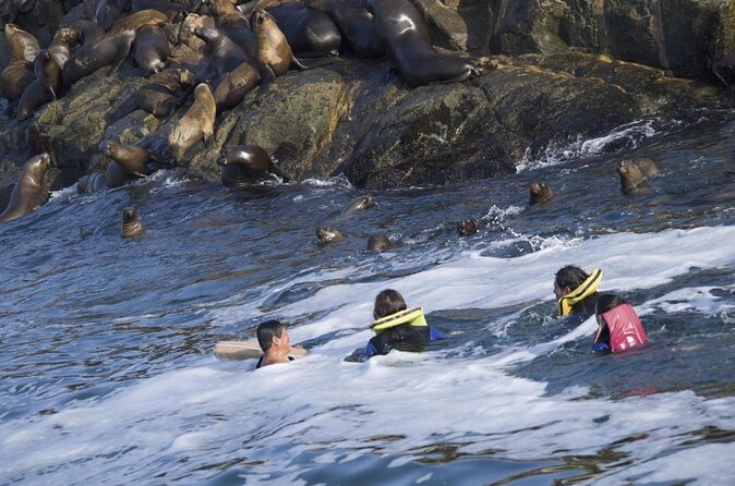 Lima: Palomino Islands Excursion & Swimming with Sea Lions with Hotel Transfers - Key things to know before you go
