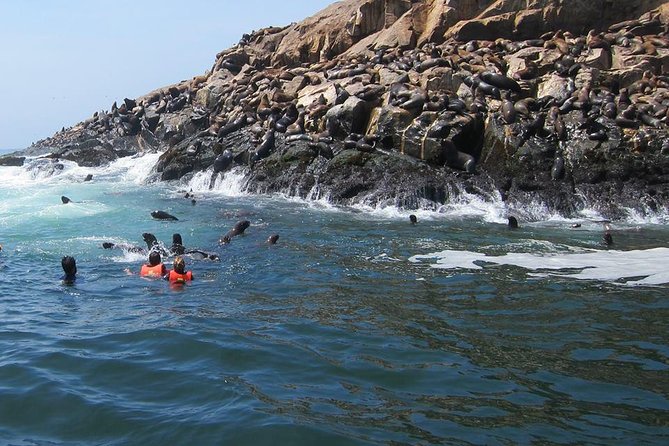 Lima: Palomino Islands Excursion & Swimming with Sea Lions with Hotel Transfers - The morning pickup and ride to Callao Harbor
