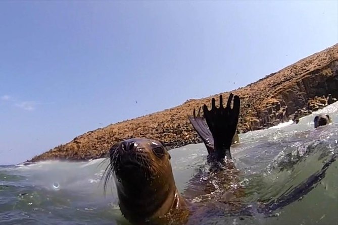 Lima: Palomino Islands Excursion & Swimming with Sea Lions with Hotel Transfers - Wildlife watching before the swim