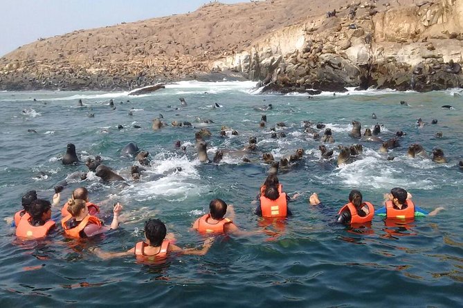 Lima: Palomino Islands Excursion & Swimming with Sea Lions with Hotel Transfers - What swimming with sea lions is really like