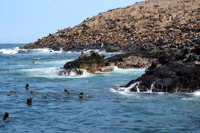 Lima: Palomino Islands Excursion & Swimming with Sea Lions with Hotel Transfers - Safety, crew support, and group size