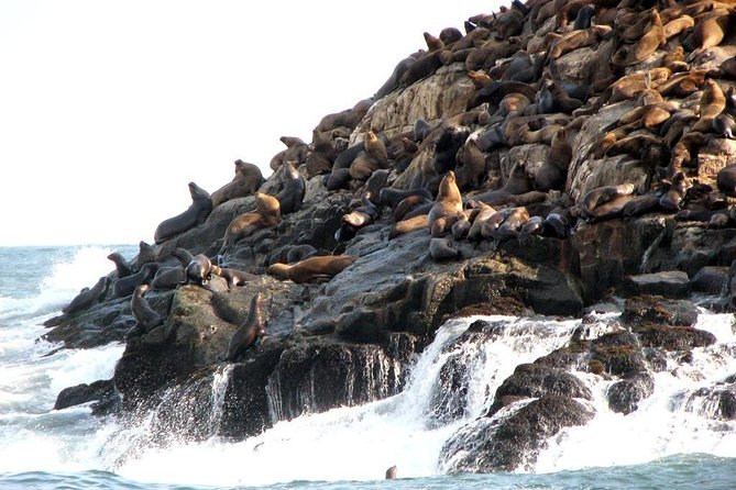 Lima: Palomino Islands Excursion & Swimming with Sea Lions with Hotel Transfers - Is $125 a fair price?