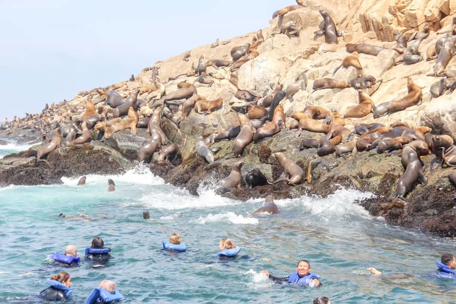 Lima: Palomino Islands Speedboat Tour & Swim with Sea Lions - Why this is one of Lima’s best outdoor half-days