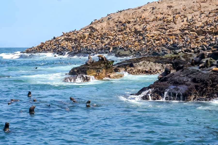 Lima: Palomino Islands Speedboat Tour & Swim with Sea Lions - Is $125 a fair price?