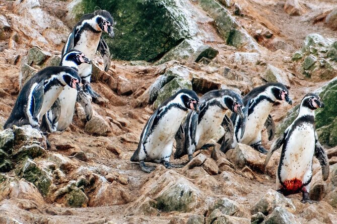 Lima: Paracas Reserve, Slave Tunnels & Ballestas Islands Full Day - Lima to Paracas: four hours before the fun begins