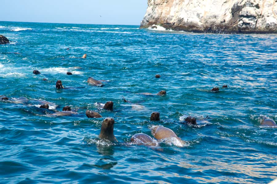 Lima: Sea Lion Swim and Wildlife Palomino Islands Cruise - Five things to know before you book