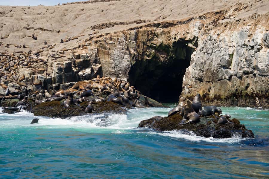 Lima: Sea Lion Swim and Wildlife Palomino Islands Cruise - The Palomino Islands sea lion encounter