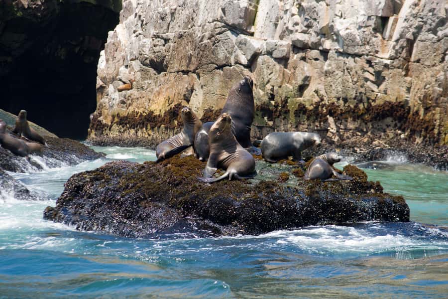 Lima: Sea Lion Swim and Wildlife Palomino Islands Cruise - Birdwatching around the coastal islets