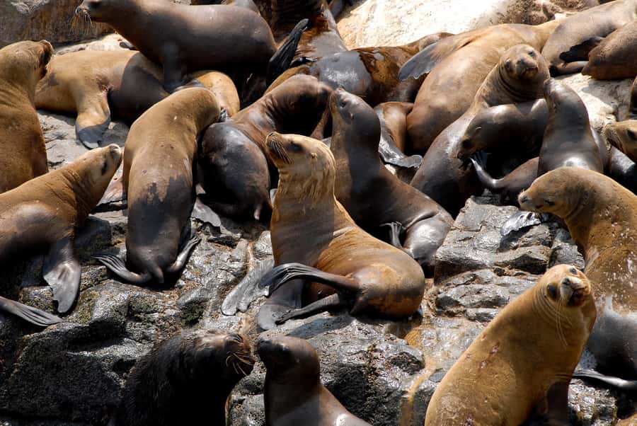 Lima: Sea Lion Swim and Wildlife Palomino Islands Cruise - What the four-hour schedule feels like