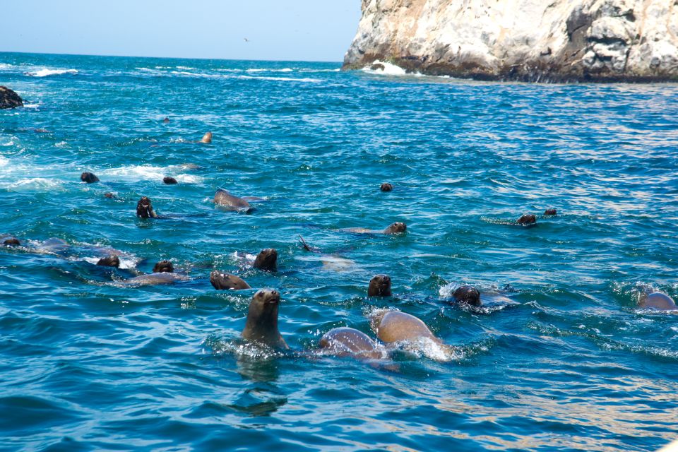 Lima: Sea Lion Swim and Wildlife Palomino Islands Cruise - Is $76 a good price?