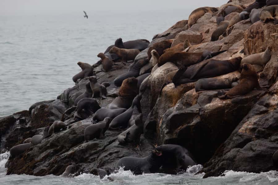 Lima: Sea Lion Swim and Wildlife Palomino Islands Cruise - What to pack for the boat