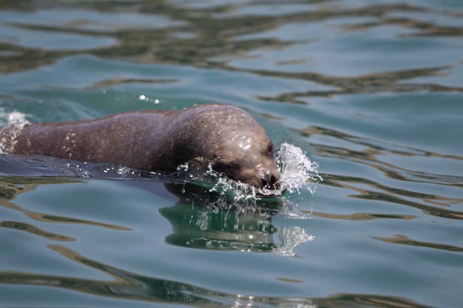 Lima: Sea Lion Swim and Wildlife Palomino Islands Cruise - San Lorenzo Island and Lima’s coastal story