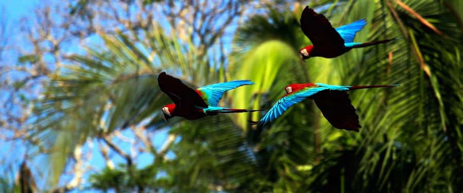 Living Nature from Cusco: 3 Days Manu Jungle all inclusive - Who will get the most from this three-day trip
