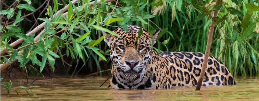 Living Nature from Cusco: 3 Days Manu Jungle all inclusive - Should you book the Living Nature Manu Jungle tour?