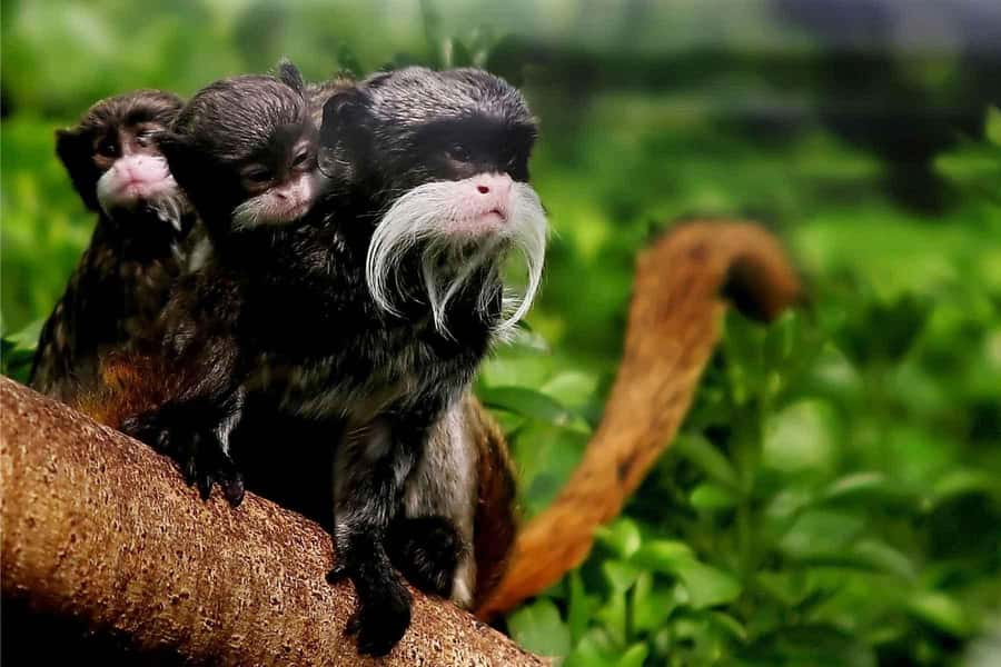 Living Nature from Cusco: 3 Days Manu Jungle all inclusive - Day 1: From Cusco through Paucartambo and the cloud forest