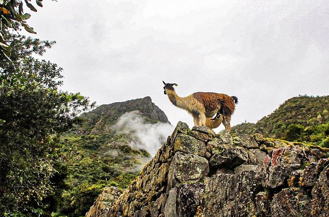 Machu Picchu Circuit 2 by Panoramic Train 2Day/1Night in Private - Aguas Calientes: one night before the ruins