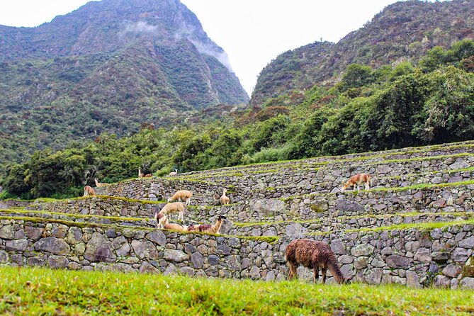Machu Picchu Circuit 2 by Panoramic Train 2Day/1Night in Private - Ollantaytambo and the panoramic train