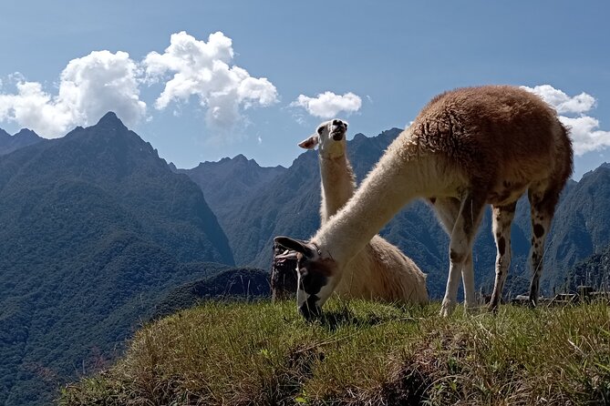 Machu Picchu Day Trip From Cusco By Panoramic Vistadome Train - Who will enjoy this private outing most?