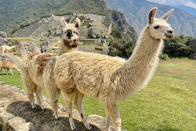 Machu Picchu from Cusco : tickets, guide and more - What the guide adds to the visit