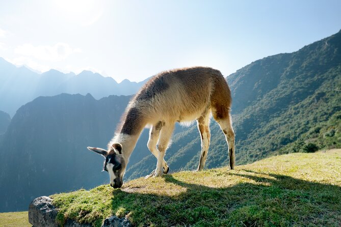 Machu Picchu Full-Day Tour by Train from Cusco - Small Group - The circuit question you must understand