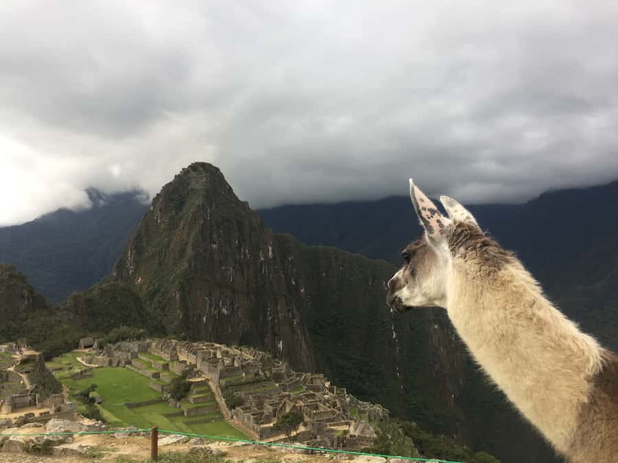 Machu Picchu: Private Tour Guide Service - Why a private guide helps with crowds