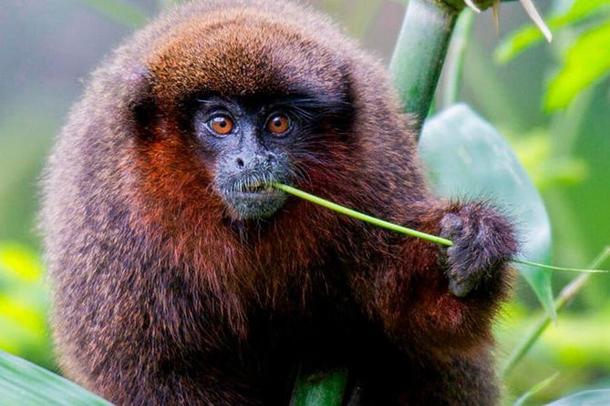 Manu Jungle Tour (4 Days) - Key things to know before you go