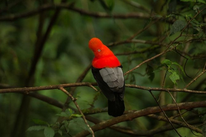 Manu Jungle Tour (4 Days) - The guides are a major part of the experience