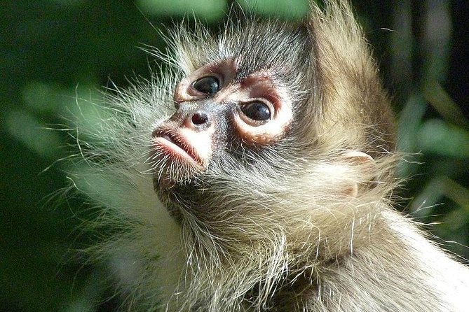 Manu Jungle Tour (4 Days) - Day 1: Ninamarca, Paucartambo, and the cloud forest