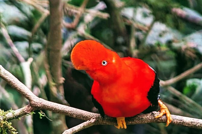 Manu jungle tours from Cusco (2 days). - Key points at a glance