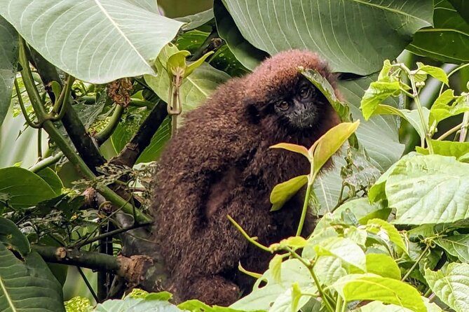 Manu jungle tours from Cusco (2 days). - What two days in Manu can really offer