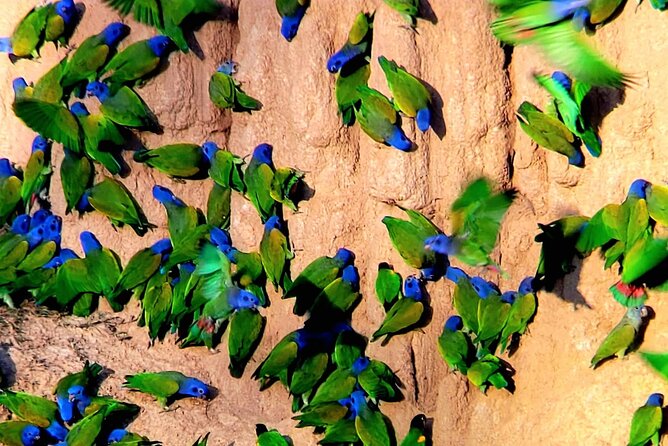 Manu jungle tours from Cusco (2 days). - Day two brings monkeys, medicinal plants, and a small lake