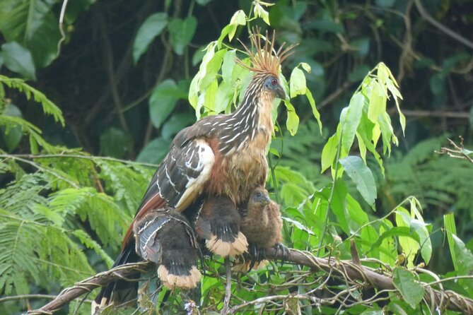 Manu National Park 4-Day Eco Tour from Cusco - Who Will Enjoy This Manu Tour?