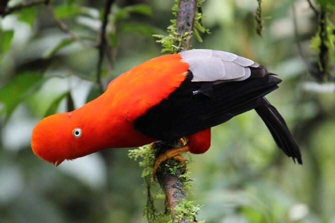 Manu National Park 4-Day Eco Tour from Cusco - Machuhuasi Lagoon by Wooden Raft