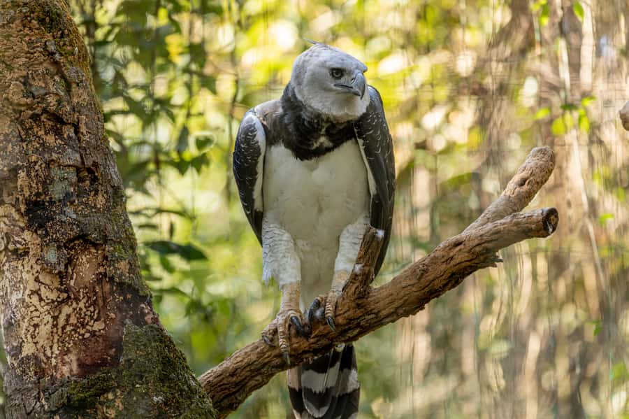 Manu National Park Tours from Cusco 5 Days - Why the Cusco to Manu route is worth five days