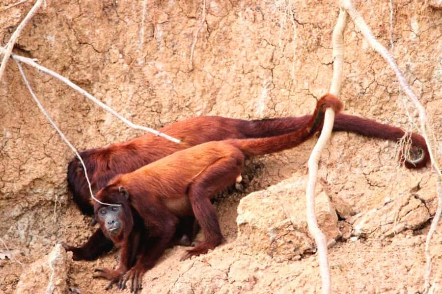 Manu National Park Tours from Cusco 5 Days - Day 2: A 40-minute boat ride to Soga de Oro Lodge