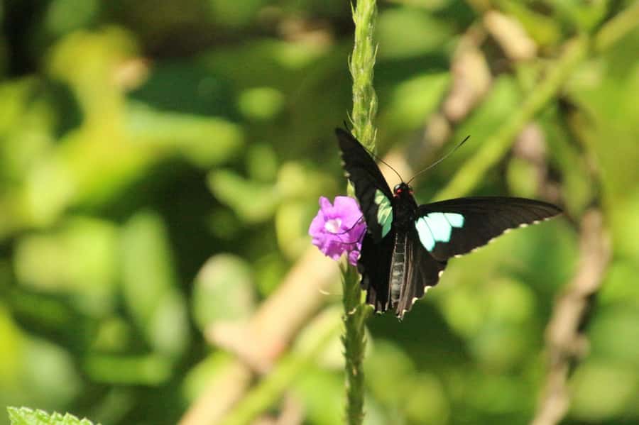 Manu National Park Tours from Cusco 5 Days - Day 3: Parrots, jungle plants, and an Amazon sunset