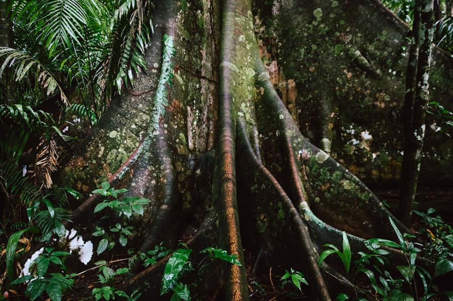 Manu National Park Tours from Cusco 5 Days - Day 4: Returning to Bambu Lodge by river