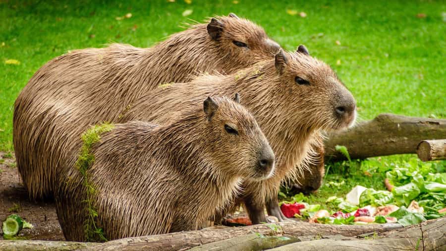 Manu National Park Tours from Cusco 5 Days - Lodges, food, and comfort in the forest