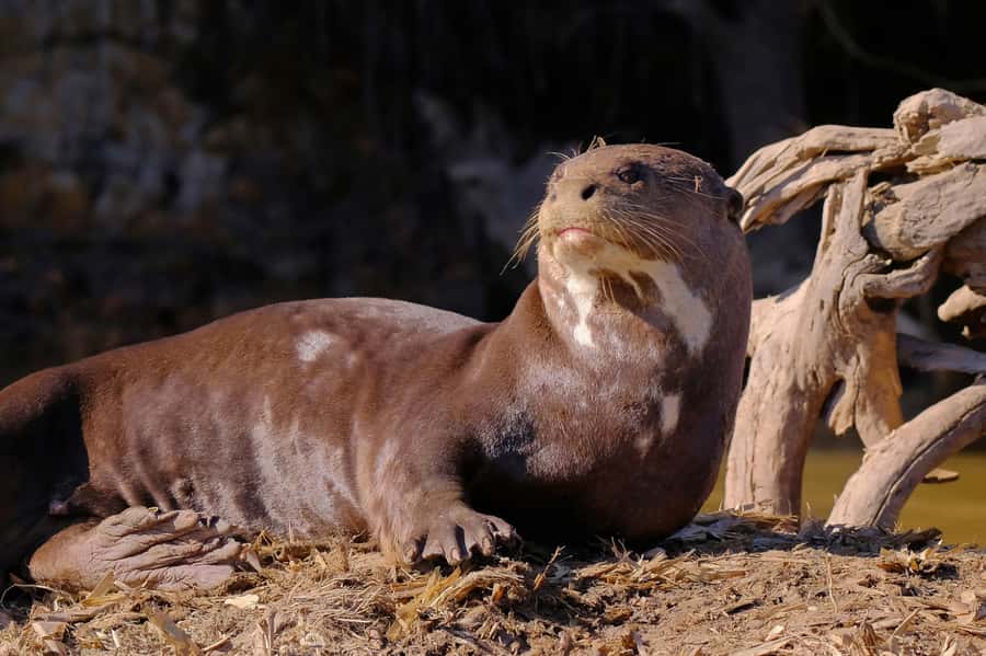 Manu National Park Tours from Cusco 5 Days - Group size, guiding, and the pickup warning