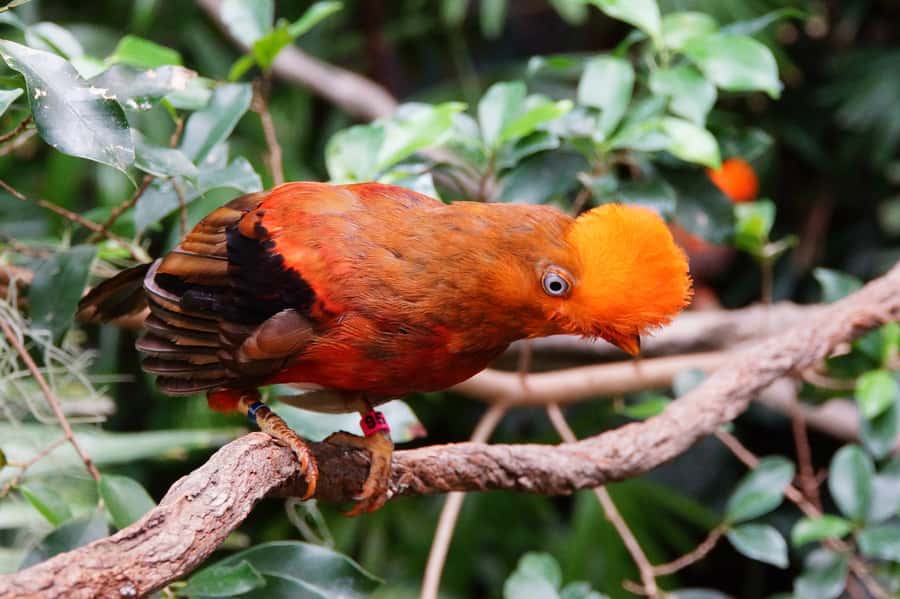 Manu National Park Tours from Cusco 5 Days - Day 1: Paucartambo, Tres Cruces, and Bambu Lodge