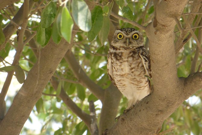 Nature tour, Pómac Forest with picnic breakfast included. - Walking through a forest alive with birds