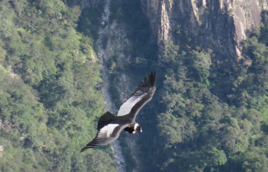 Offer Price: Colca Canyon One Day in Arequipa with Breakfast - Why this $19 Colca Canyon tour is such a tempting deal