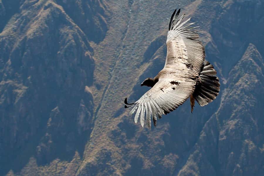 Offer Price: Colca Canyon One Day in Arequipa with Breakfast - Pinchollo, Antahuilque, and Choquetico viewpoints