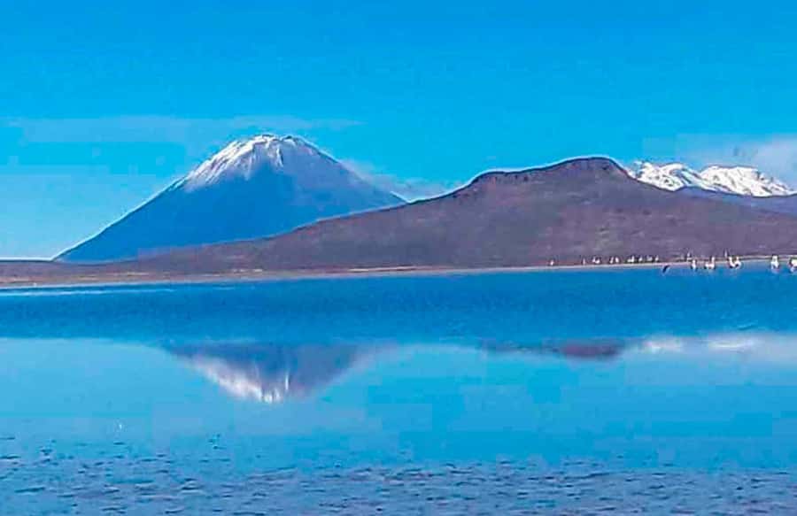 Offer Price Tour Salinas Lagoon and National Reserve 8 hours - Why Salinas Lagoon makes a strong day trip from Arequipa