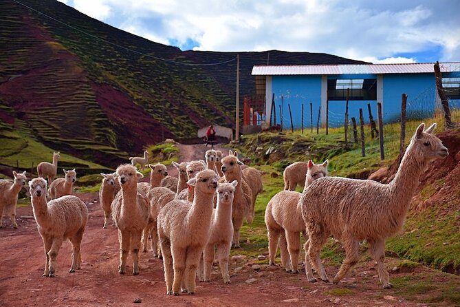 Palccoyo Rainbow Mountain from Cusco with transfers and lunch - Key points before you book