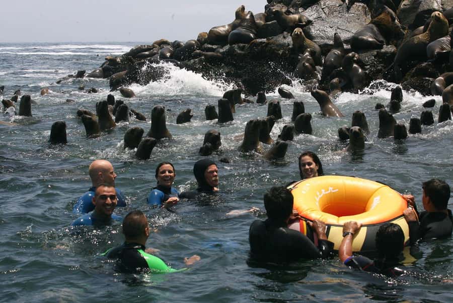 Palomino Islands Yacht Tour and swim alongside the sea lions - Key points to know before you book
